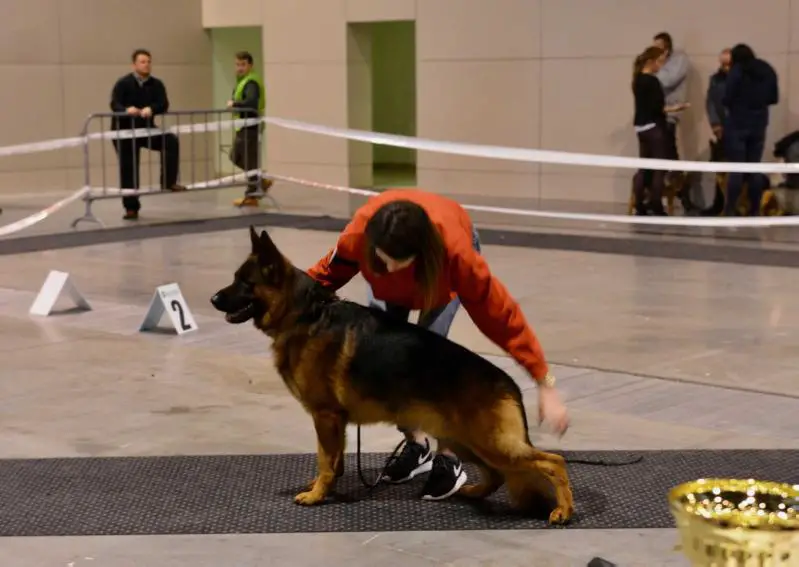 <span>SG44</span> Groomy