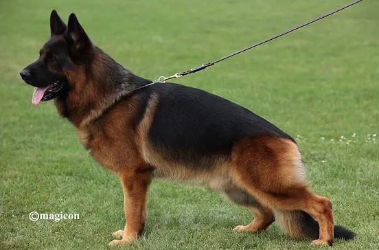 <span>VA3, V6</span>Ibor